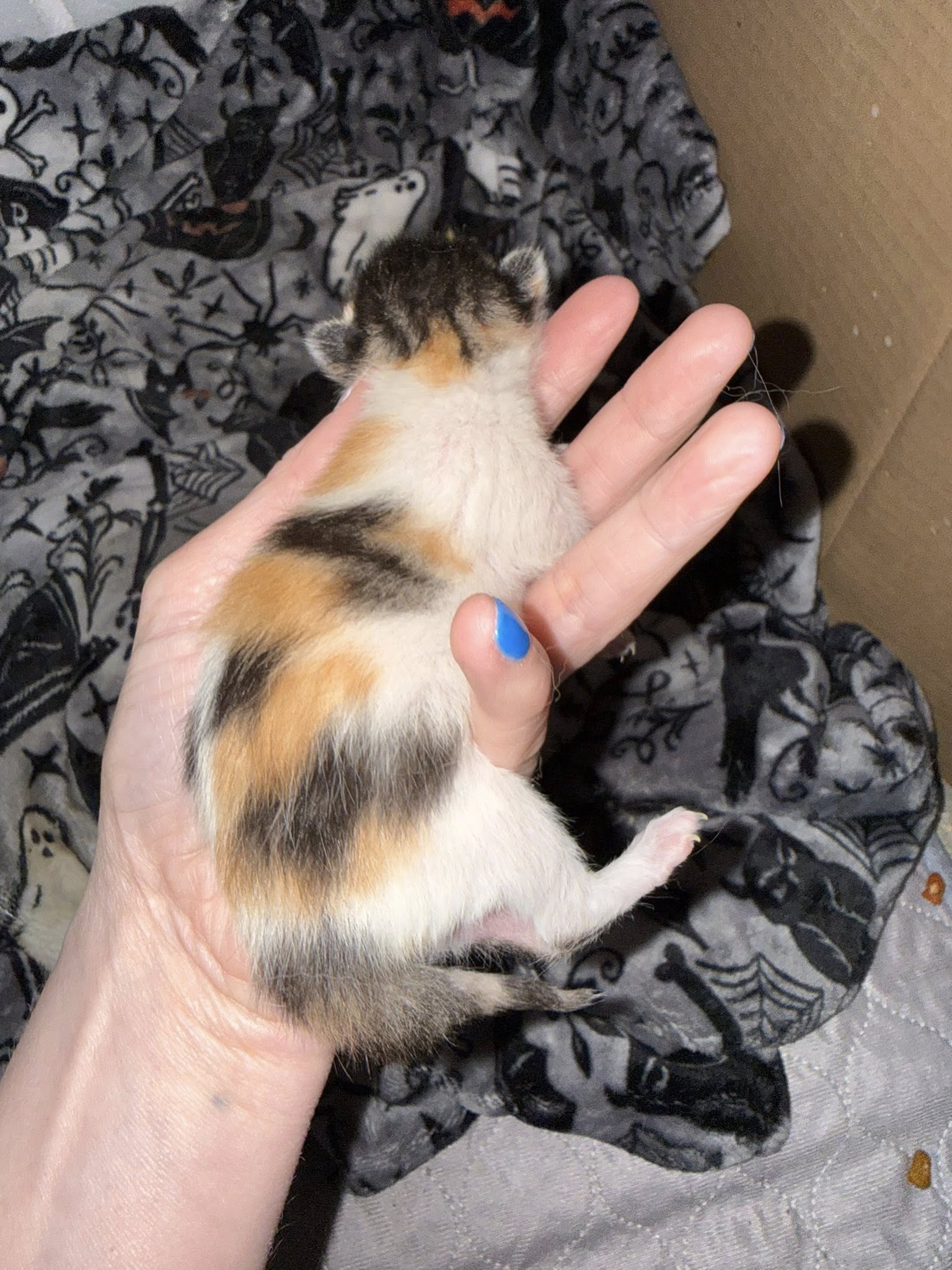 New cat